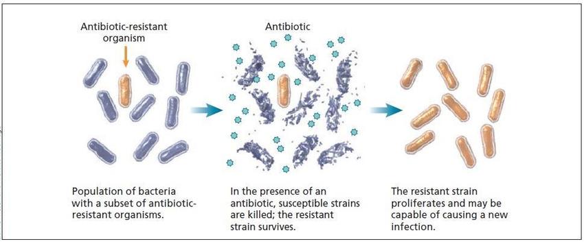 Effect-of-selective-antibiotic-pressure-in-bacteria-Mulvey-and-Simor-2009