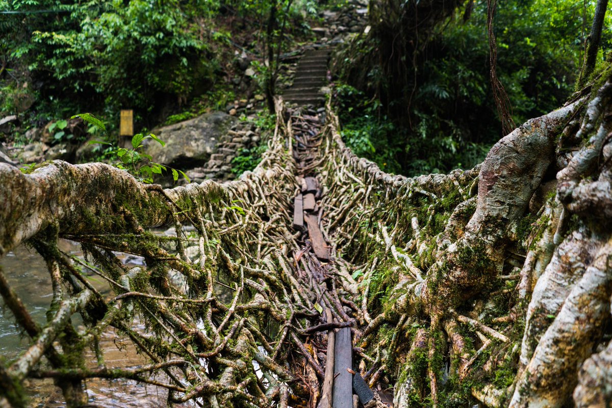 Living-Root-Bridges