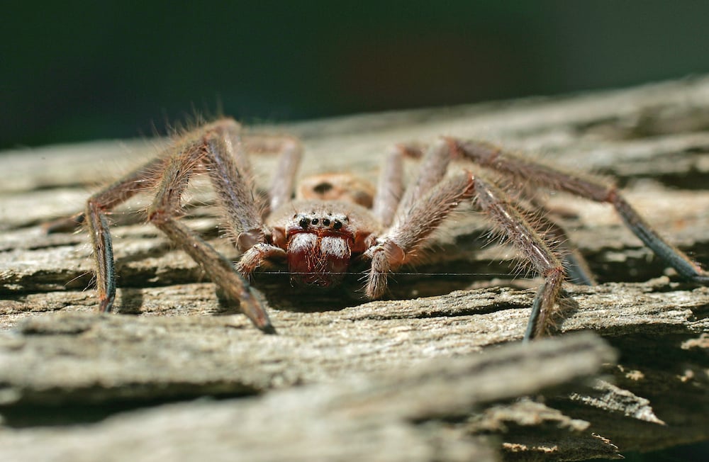 spider control  in melbourne
