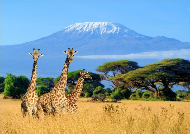 imgi_170_Kilimanjaro-Multi-Day-Trips-from-Nairobi
