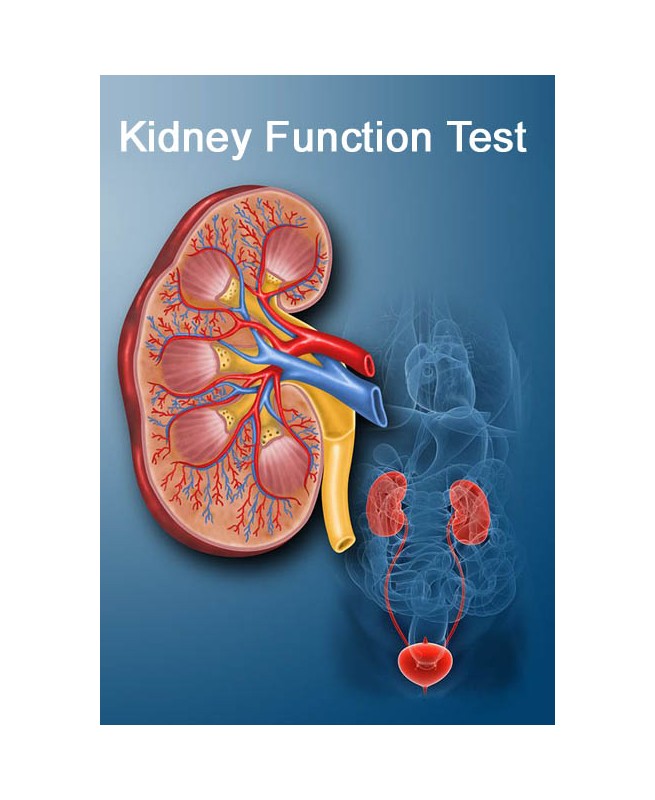 kidney-function-test