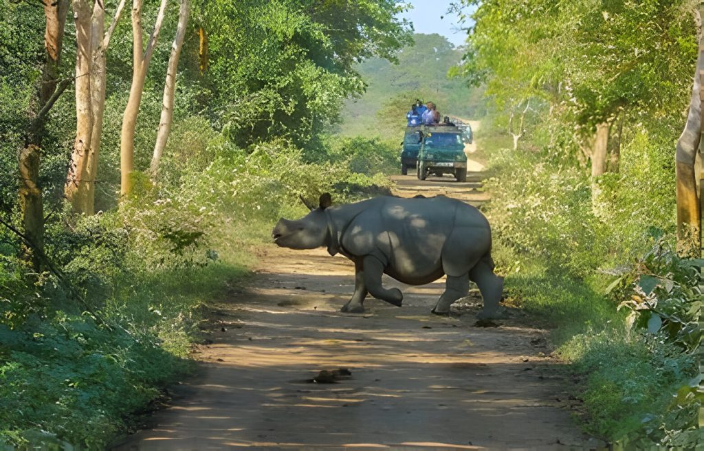 one-horned-rhino-sighting-during-kaziranga-national-park-jungle-safari-1024x656