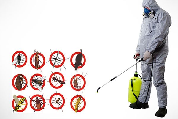 Professional Pest Control Services | Safe Removal of Common Household Pests