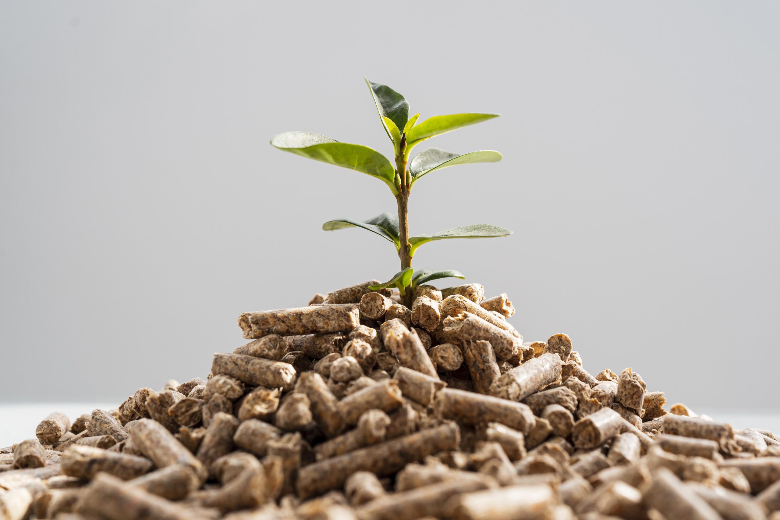 front-view-plant-growing-from-pellets