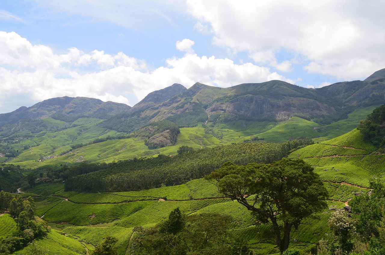 cochin munnar alleppey tour