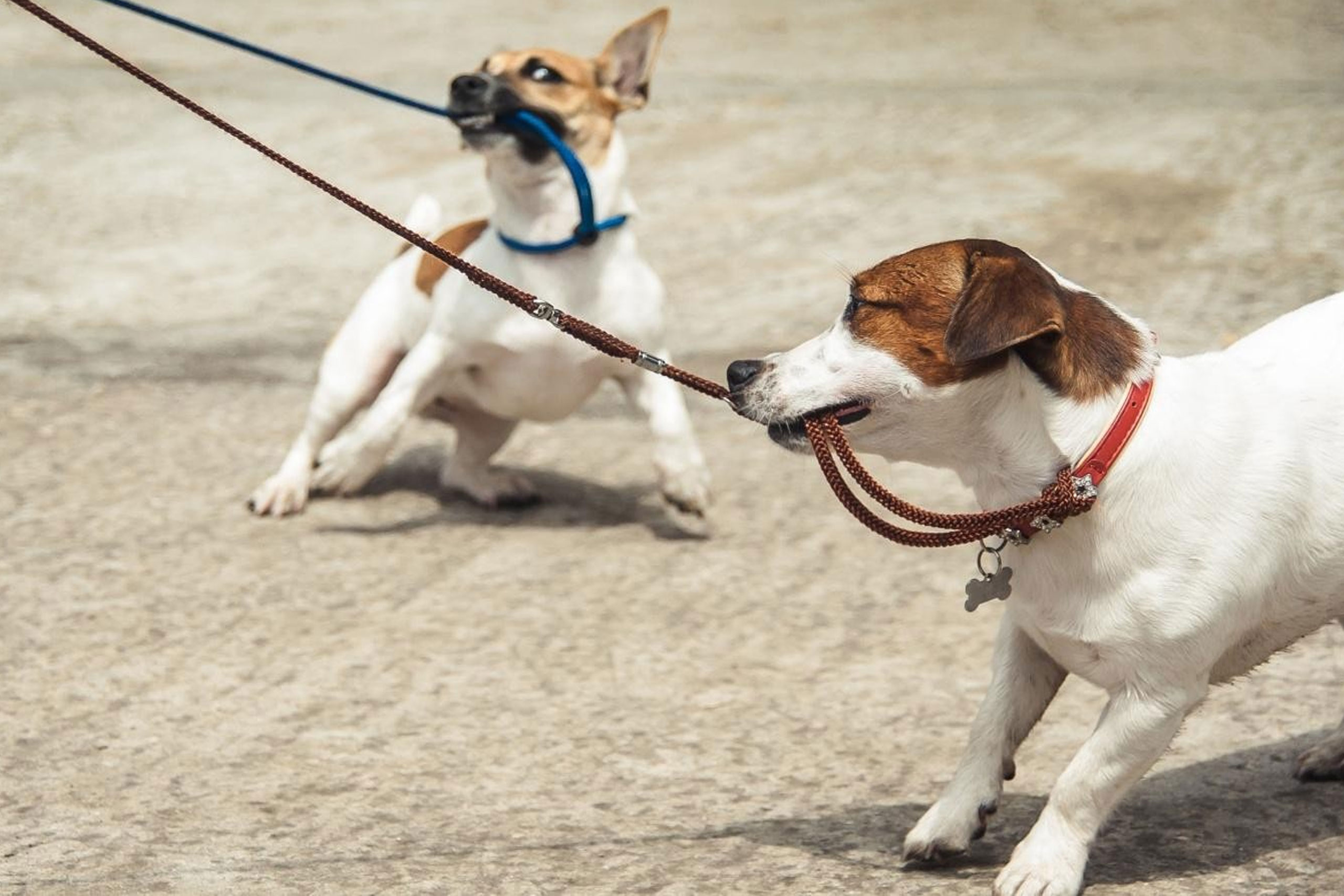 aDog Life Magazine India