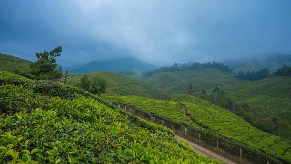 munnar tour pacakges from cochin