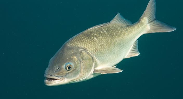 Image_fx - 2025-10-13T112908.782 (1)