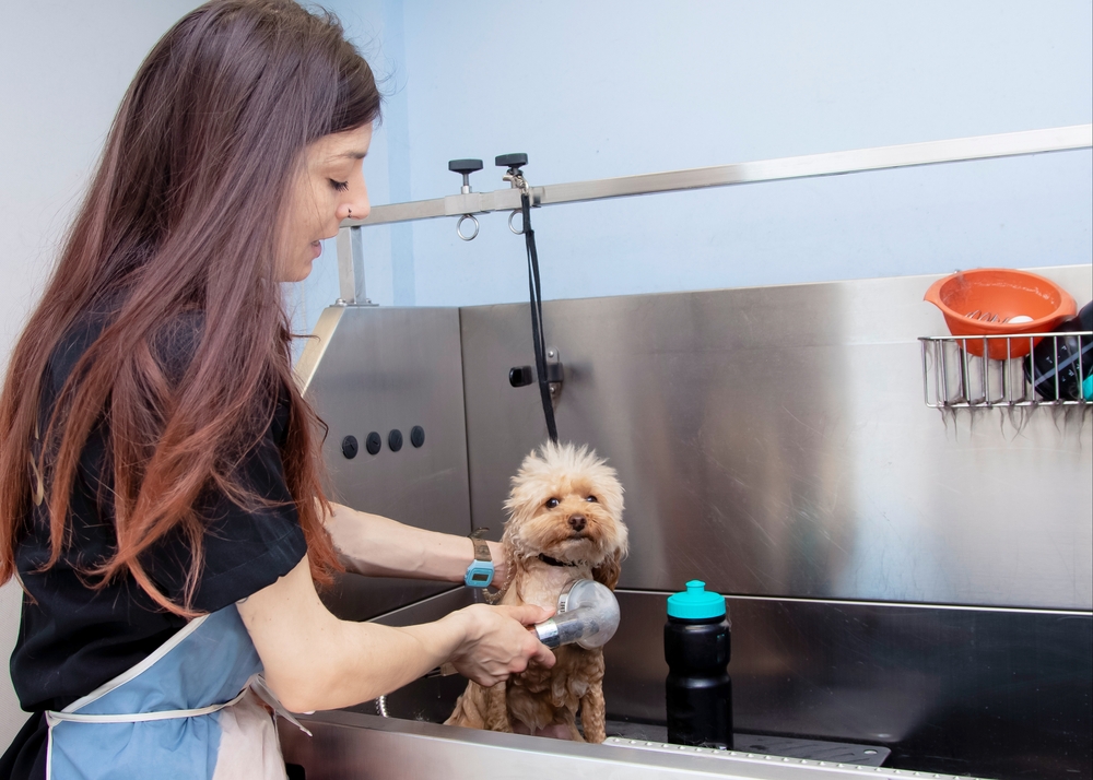 pet bathing services in Houston