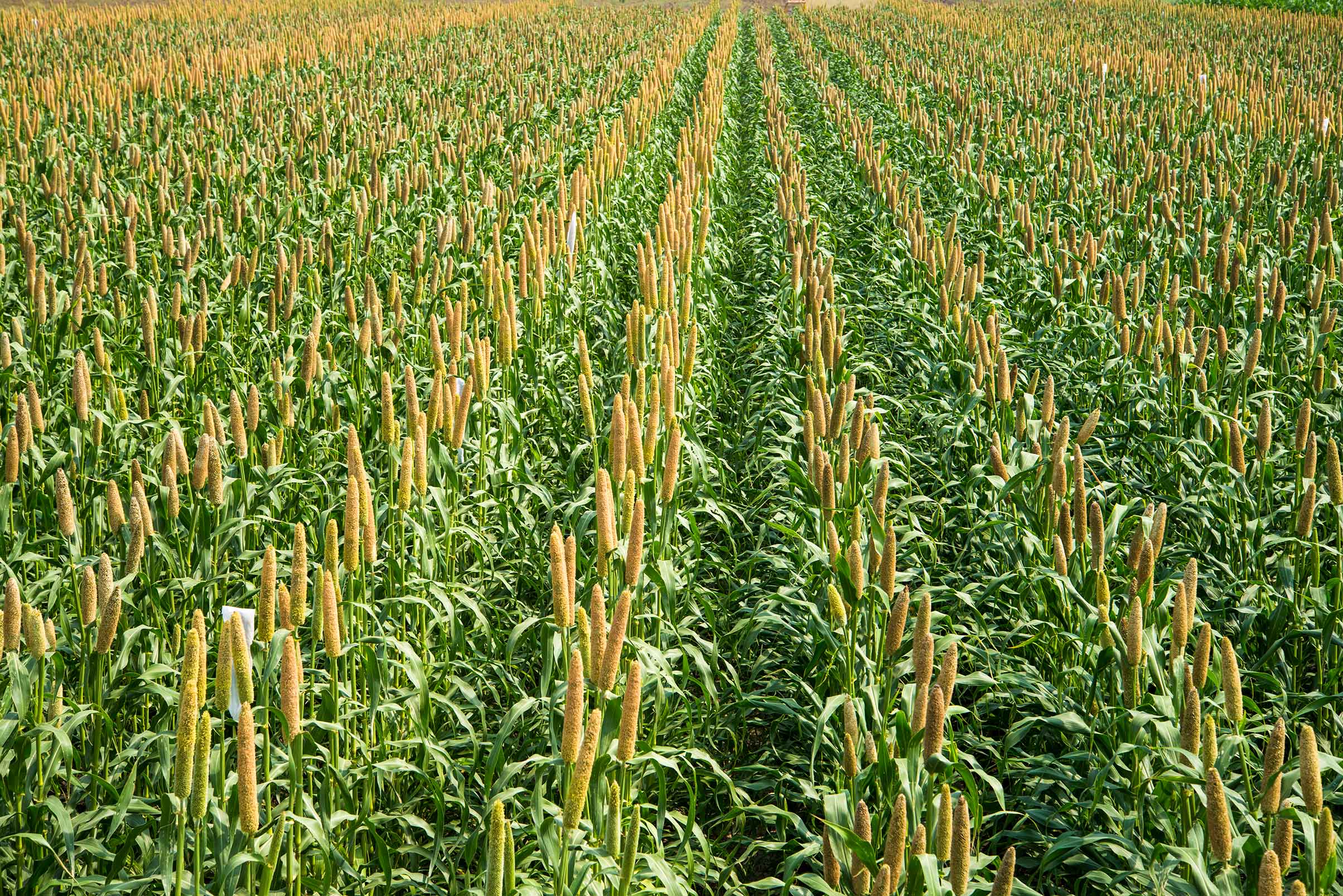 u10049-pearlmillet-crop-image-1