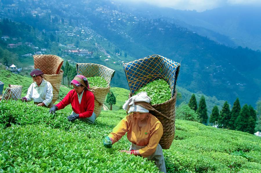u5034-Darjeeling-tour-package-from-delhi-2
