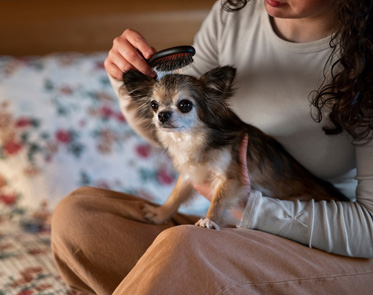 u9900-doggy-day-care-isolation