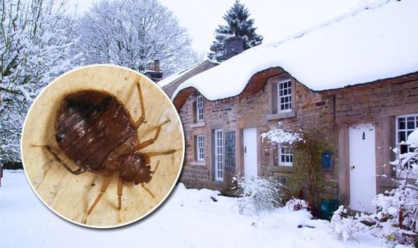 u8386-bed_bug_in_winter-e1607437239253